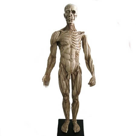 45cm-human-musculoskeletal-Anatomical-model-sculpture-medical-reference-3Dmax-model-CG-design-painting-by-copying-Arts